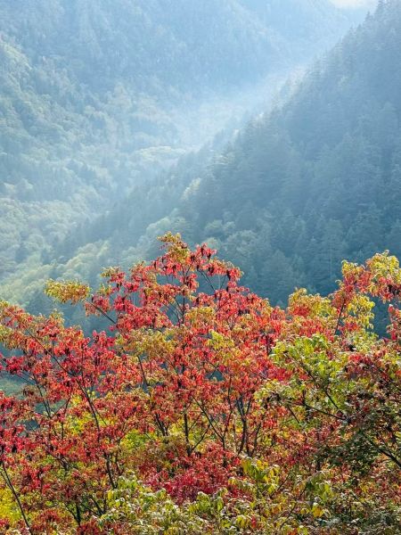紅葉.jpg